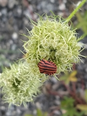 Graphosoma italicum italicum
