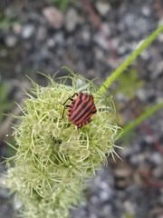 Graphosoma italicum italicum