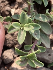 Penstemon davidsonii praeteritus