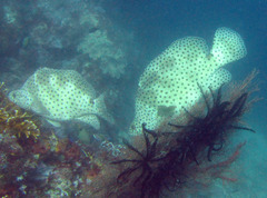 Chromileptes altivelis