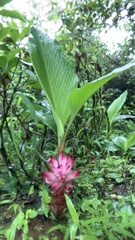 Curcuma aromatica