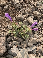 Penstemon davidsonii praeteritus