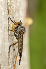 Neoitamus cyanurus