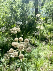 Angelica capitellata