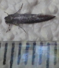 Elatobia carbonella