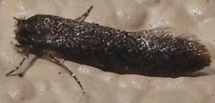 Elatobia carbonella