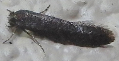 Elatobia carbonella