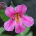 Lewis's Monkeyflower - Photo (c) J Brew, some rights reserved (CC BY-SA), uploaded by J Brew