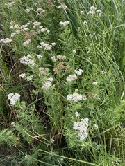 Achillea salicifolia