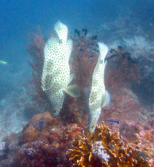 Chromileptes altivelis