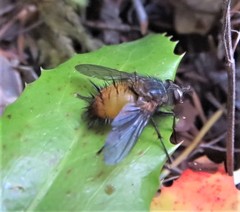 Protodejeania echinata