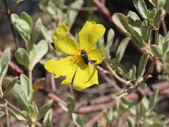 Acmaeodera nigellata