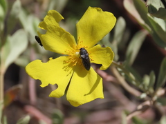 Acmaeodera nigellata