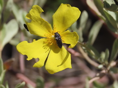 Acmaeodera nigellata