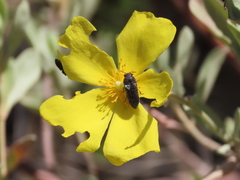 Acmaeodera nigellata