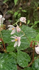 Begonia crenata
