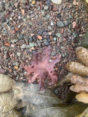 Phycodrys