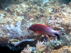 Sargocentron caudimaculatum