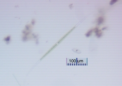 Closterium aciculare