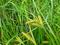 Carex baileyi