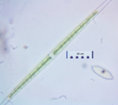 Closterium aciculare