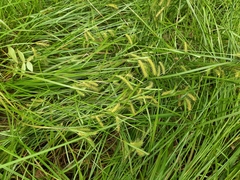 Carex baileyi