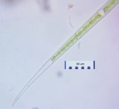 Closterium aciculare