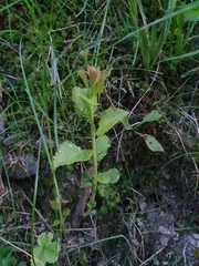 Cirsium oleraceum