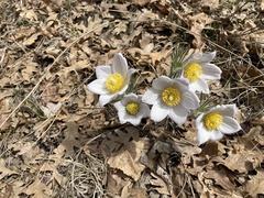 Pulsatilla nuttalliana