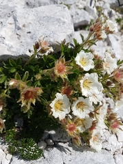 Potentilla clusiana