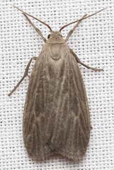 Crambidia lithosioides