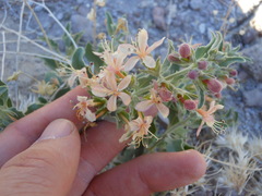 Tetraclea coulteri