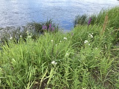 Achillea salicifolia