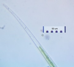 Closterium setaceum