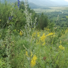 Artemisia sericea