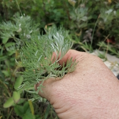 Artemisia sericea