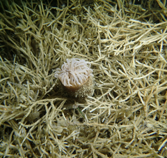 Ceriantharia
