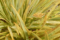 Dasyuris partheniata