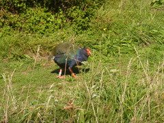 Porphyrio hochstetteri