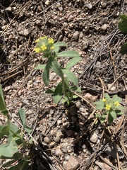 Alyssum simplex