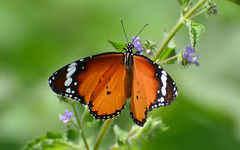 Danaus chrysippus