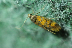 Promalactis procerella