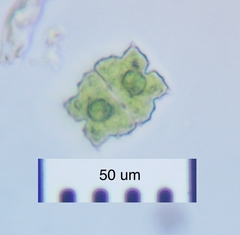 Euastrum denticulatum