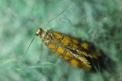 Promalactis procerella