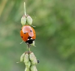 Coccinella septempunctata