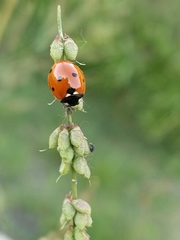 Coccinella septempunctata