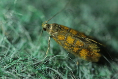 Promalactis procerella