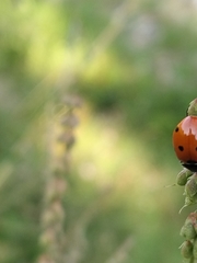 Coccinella septempunctata