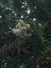 Lagerstroemia indica