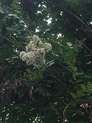 Lagerstroemia indica